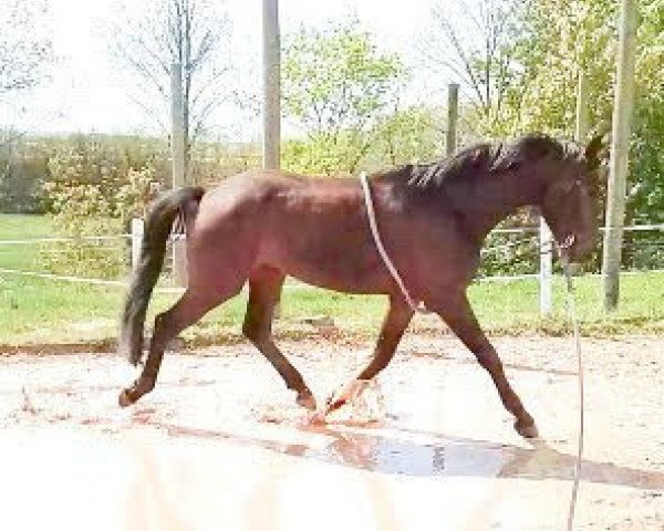 horse Sandrino 34 (German Warmblood, 2015, from Mönchshof's San Sebastian)