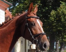 Pferd Pilger (Trakehner, 2015, von Icare d'Olympe AA)