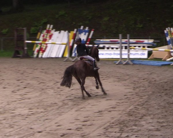 Reitturnier Neunkirchen-Salchendorf 2016
