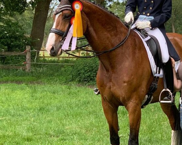 dressage horse Samiro 28 (Westphalian, 2005, from Sibirian Express)