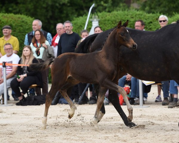 horse Santo Spavento (Trakehner, 2019, from Banderas)