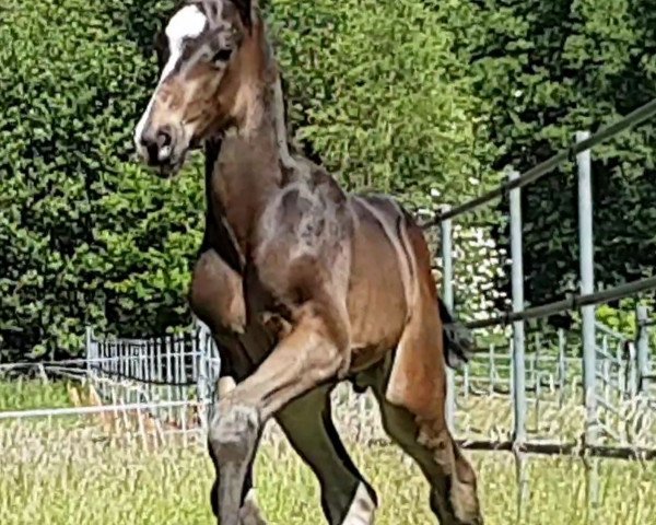 horse Karacci K (Westphalian, 2019, from Kremlin Md)
