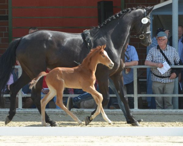 horse Hengst von Fashion in Black / Don Frederico (Westphalian, 2019, from Fashion In Black NRW)