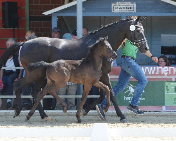 horse Stute von Fashion in Black / Don Crusador (Westphalian, 2019, from Fashion In Black NRW)
