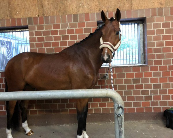 horse Secret Delivery (Westphalian, 2015, from Sir Hayfield)