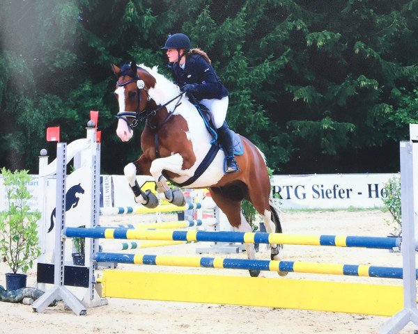 jumper Spartacus 24 (Pinto with riding horses pedigree, 2013, from Sensation 15)