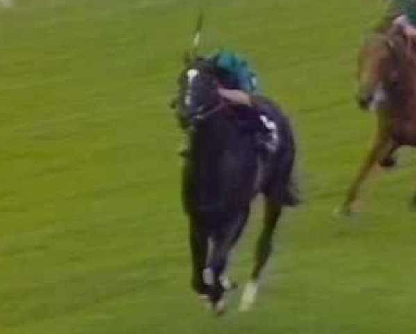 stallion Dilum xx (Thoroughbred, 1989, from Tasso xx) stallion Dilum xx (Thoroughbred, 1989, from Tasso xx)