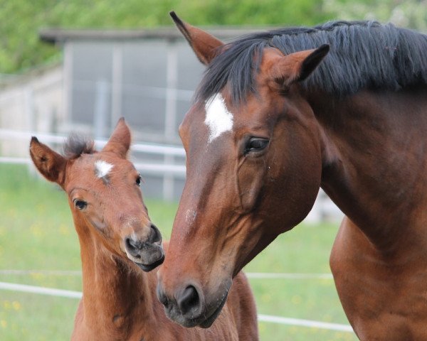 broodmare Madame F (Oldenburg, 2001, from Quincy Z)