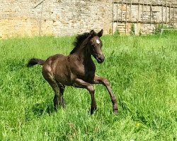 Pferd Schelenburgs Coco Noir (Deutsches Reitpony, 2019, von Coer Noble)