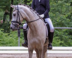 Deckhengst Der kleine Kaiser (Deutsches Reitpony, 2013, von Dornik B)