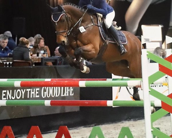 Springpferd Freelando TH (KWPN (Niederländisches Warmblut), 2010, von Lexicon)