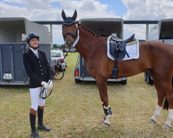 dressage horse Bellino (Westphalian, 2010, from Belissimo NRW)