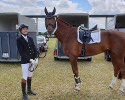 dressage horse Bellino (Westphalian, 2010, from Belissimo NRW)