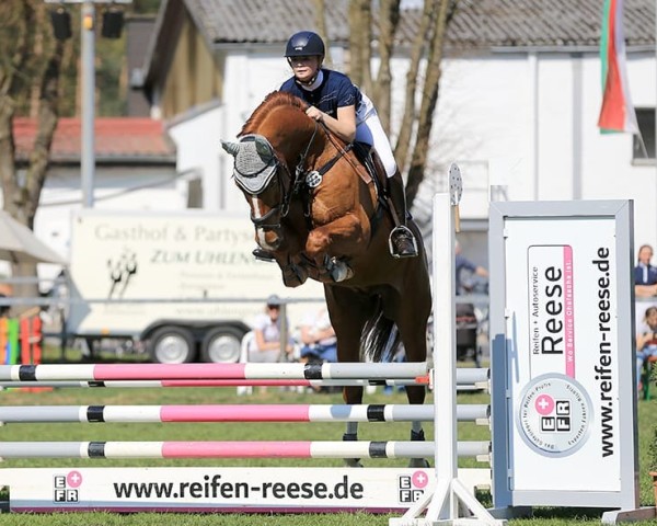 jumper Charly 1581 (German Sport Horse, 2009, from Chap 47)