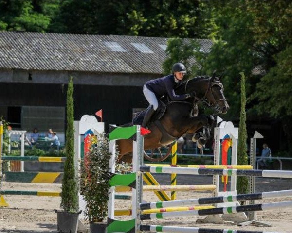 Springpferd Hi-Five Ve (KWPN (Niederländisches Warmblut), 2012, von Zapatero VDL)