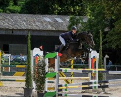 Springpferd Hi-Five Ve (KWPN (Niederländisches Warmblut), 2012, von Zapatero VDL)