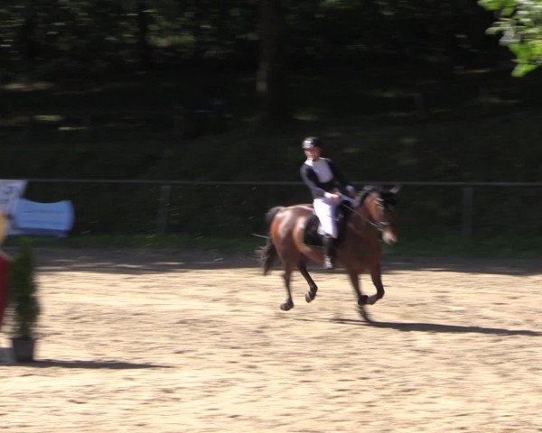 Reitturnier Neunkirchen-Salchendorf 2016