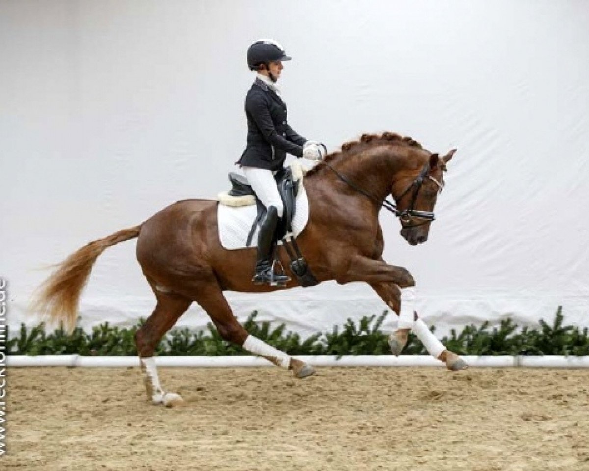 stallion Diego Diaz AT (German Riding Pony, 2014, from D-Day AT)