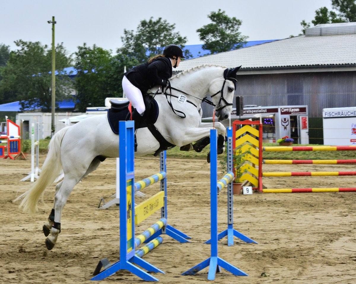 Cavallo da salto Caleb 5 (Holsteiner, 2010, di Cassini I)