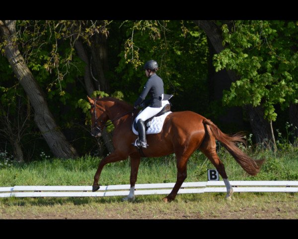 jumper Quatergold's Supergirl (Mecklenburg, 2014, from Quatergold)
