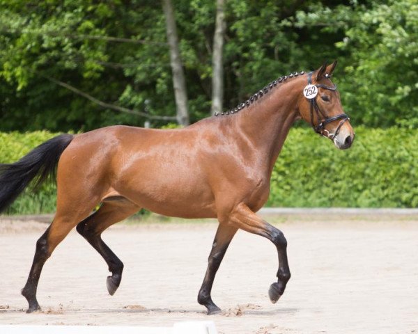 broodmare Danira 4 (Trakehner, 2011, from Donauklang)