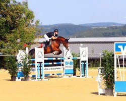 Springpferd Coco N (Oldenburger Springpferd, 2013, von Chin Champ)