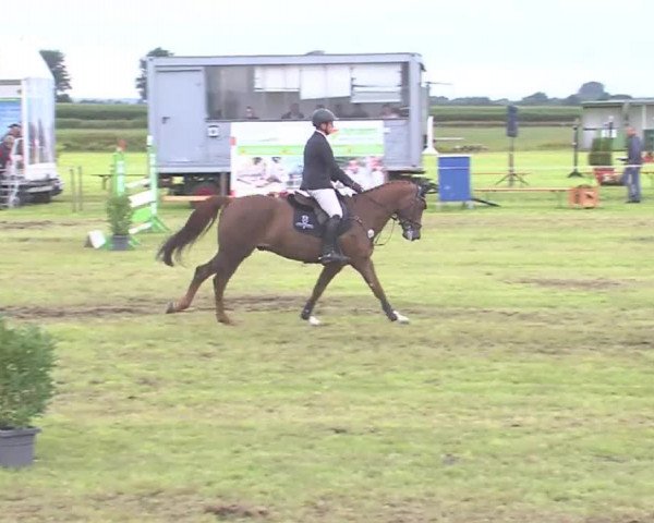 Reitturnier Behrendorf 2016