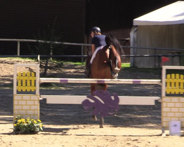 Reitturnier Neunkirchen-Salchendorf 2016