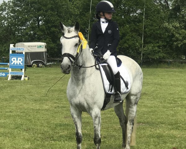 Dressurpferd Janosch (Deutsches Reitpony, 2008, von Joker)