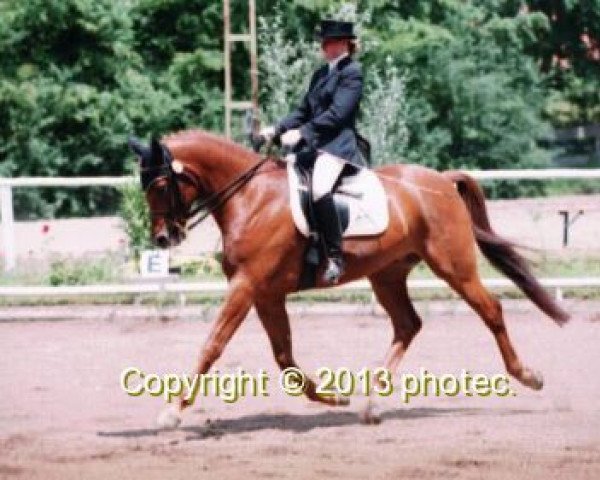 Pferd Rubin 414 (Deutsches Reitpferd, 1996, von Ruehmann)