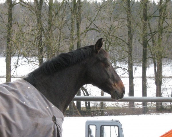 horse Riffifi 8 (German Warmblood, 1998, from Ruehmann)