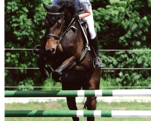 broodmare Lariss (Württemberger, 1999, from Lassar)