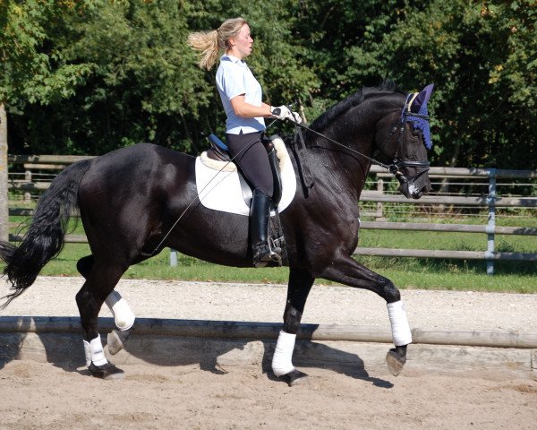 horse Ragazzo 45 (German Sport Horse, 1997, from Ruehmann)
