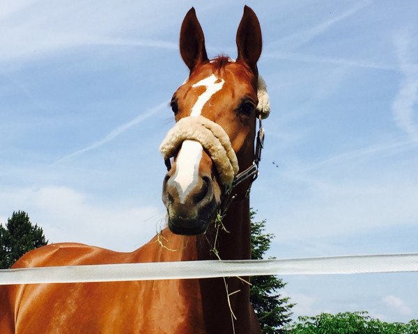 broodmare Vienna 91 (Hanoverian, 2011, from Wilton)