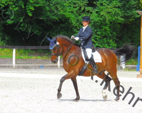dressage horse FBW Mister Bumblebeam (Württemberger, 1994, from Mitch)
