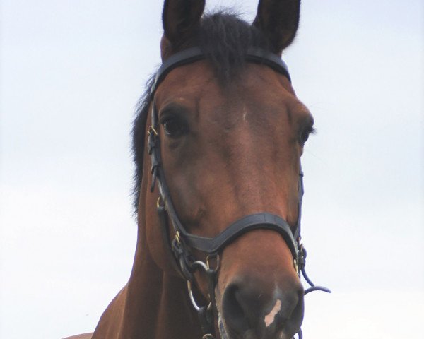 horse Daverdi D'Houtveld (Belgium Sporthorse, 2009, from Verdi)