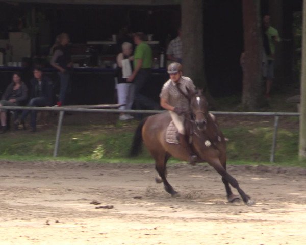 Reitturnier Neunkirchen-Salchendorf 2016