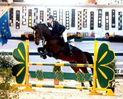 broodmare Cherin con Fire (Westphalian, 2010, from Captain Fire)