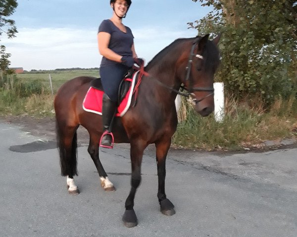 broodmare Miss Cora (German Riding Pony, 2005, from Schloß Altenhausen Hieronymus)