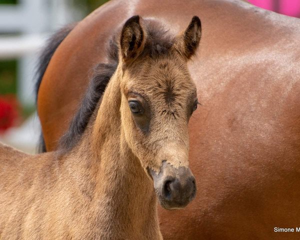 Pferd Dornröschen B (Deutsches Reitpony, 2019, von Dreiklang AT NRW)
