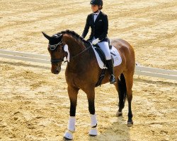 dressage horse Santo Subito (Oldenburg, 2009, from Sergio Rossi)