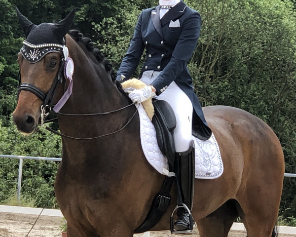 dressage horse Dubai W 2 (Bavarian, 2012, from Decurio 3) dressage horse Dubai W 2 (Bavarian, 2012, from Decurio 3)