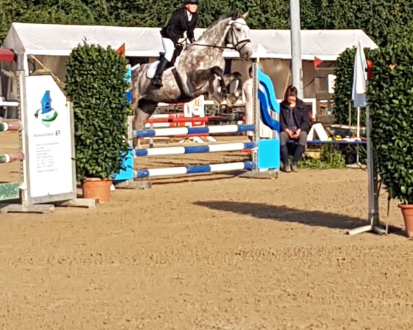 jumper Carlson GMS (Bavarian, 2012, from Collins 21)
