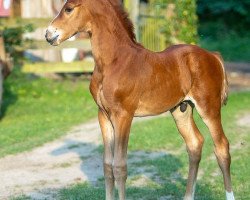 Pferd Fintan (Hannoveraner, 2019, von Finnigan)