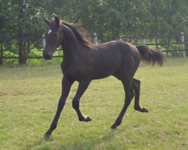 Pferd Fürst Samarant Fohlen (Westfale, 2019, von Fürst Samarant)