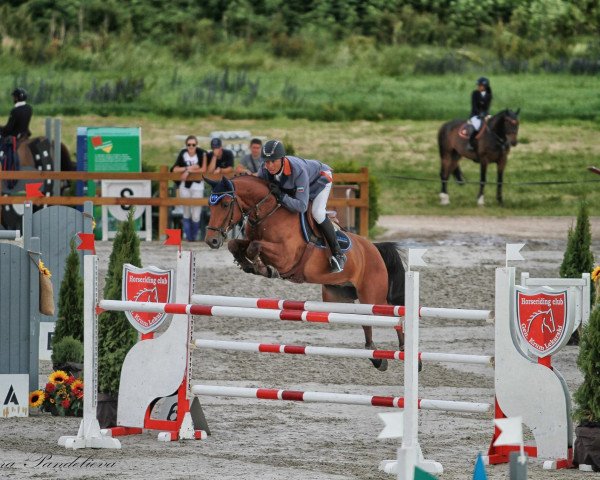 jumper Coca Cola 6 (Oldenburg show jumper, 2006, from Capilano)