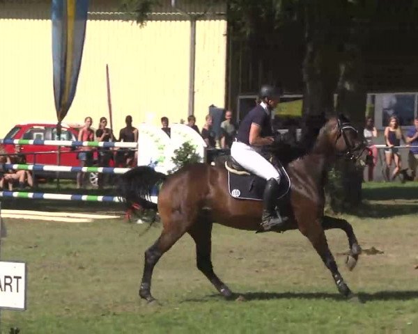 Reitturnier Memmingen 2016