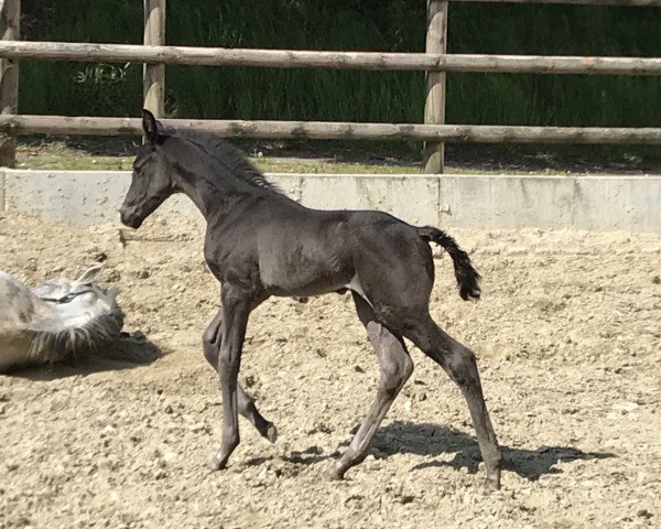 horse Sir Heinrich-De Niro (Westphalian, 2019, from Sir Heinrich OLD)