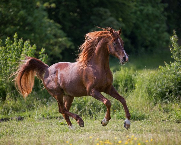 horse Nazeel ox (Arabian purebred, 1998, from Manial II 1985 ox)