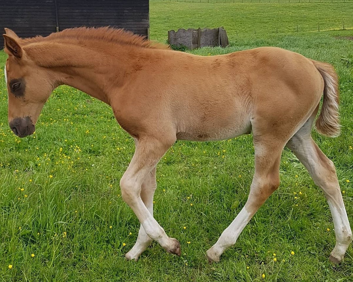 horse Romanno Leniro (Hanoverian, 2019, from L'espoir)